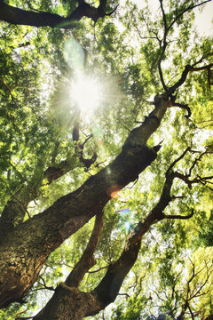 Old big tree branch Kanchanaburi natural park