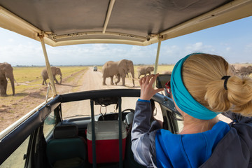 Woman on african wildlife safari, Amboseli national park, Kenya. Lady taking a photo of herd of wild african elephants with her smartphone. Open roof safari vehicle. © kasto