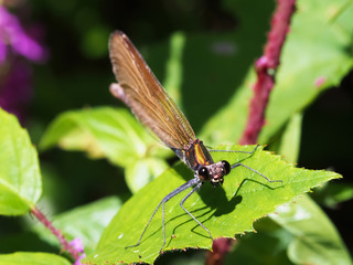 Blauflügel Prachtlibelle (weibchen) sitzt auf einem Blatt und schaut in die Kamera