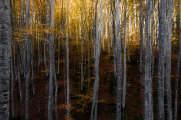Foreste Casentinesi National Park, Badia Prataglia, Tuscany, Italy, Europe. Double exposure in the wood.