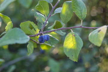 Sloe Fruit at Blackthorn Tree