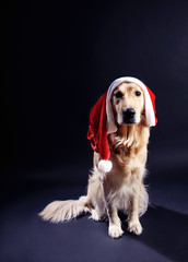 Hund Weihnachten mit Weihnachtsmann mütze