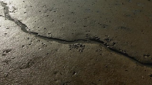 Mudskipper fish jumping in mud at low tide;