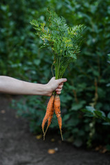 Fresh carrots - keep in hand
