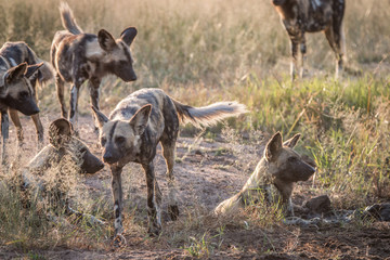 Several African wild dogs in the grass.