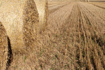 straw bales on the ground amid wheat fields.