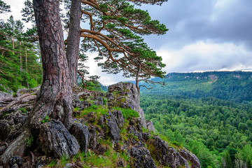 Obraz premium Scenic landscape with mountain forest