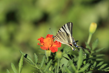 A butterfly sits on a flower of a marigold ...