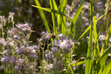 Pollination of flowers