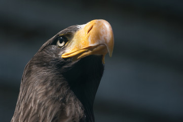 Riesenseeadler