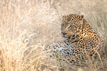 A male Leopard resting in the grass.
