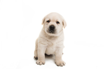 Puppy labrador isolated