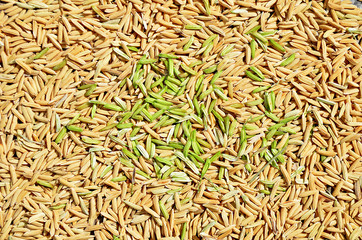 paddy background. dry method of brown paddy rice seed, paddy rice seed surface texture.