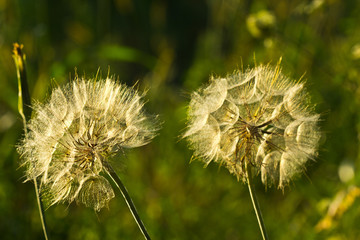 Tragopogon - a field flower