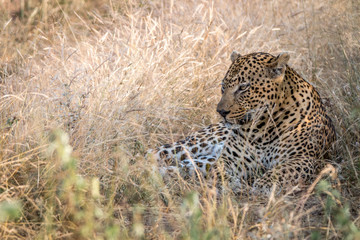 A male Leopard resting in the grass.