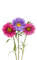 Aster flower isolated