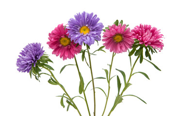 Aster flower isolated