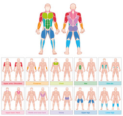 Muscle groups - chart with largest human muscles - ten colored labeled cards - isolated vector illustration on white background.