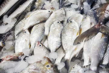 Fresh sea fish at the fish market, shallow depth of field.