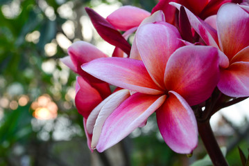 Pink frangipani flowers on bokeh background
