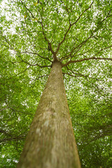 Fototapeta premium Sun light looking up in Forest, Green Tree branches nature abstract, View from bottom up.