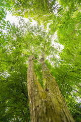Fototapeta premium Sun light looking up in Forest, Green Tree branches nature abstract, View from bottom up.
