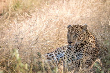 A male Leopard resting in the grass.