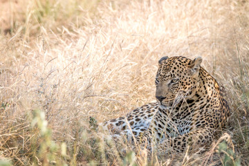 A male Leopard resting in the grass.