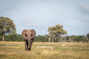 Naklejka premium An Elephant walking towards the camera.
