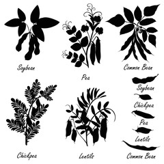 Legume plants (common bean. soybean, lentil, pea, chickpea ). Set of hand drawn vector silhouettes of various legume plants (pulses) and bean pods.