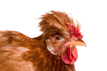 Portrait of a brown chicken isolated on white background