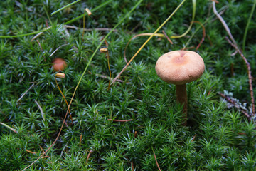 Mushroom among the grass on a rainy day. Nature