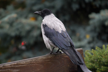 Crow sits on a bench in the city park. Birds