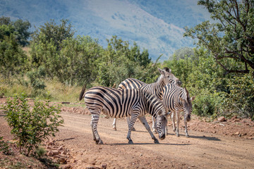 Fototapeta na wymiar Several Zebras playing on the road.