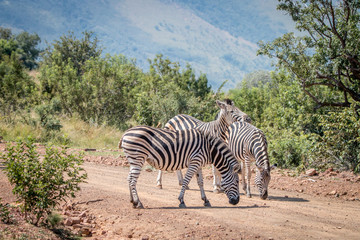 Obraz premium Several Zebras playing on the road.