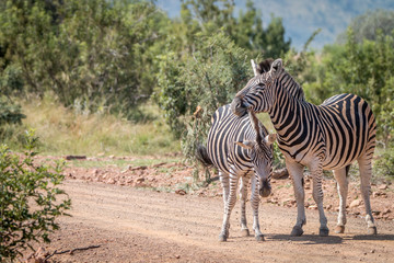 Obraz premium Several Zebras playing on the road.