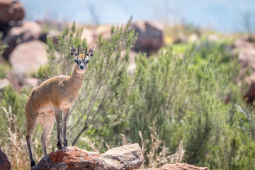 A Klipspringer on top of a rock.