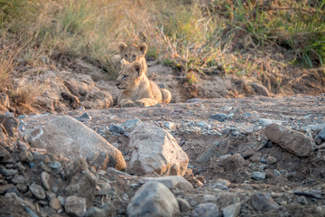 Lion cubs laying on the rocks.