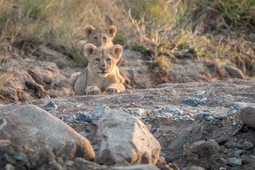 Lion cubs laying on the rocks.