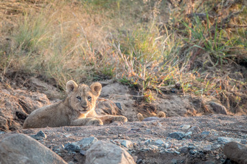 Lion cubs laying on the rocks.