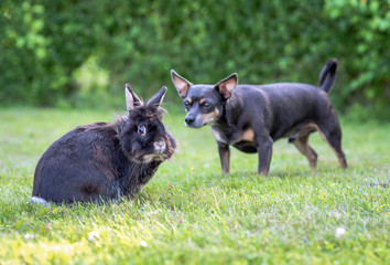 Outdoor meeting between the dwarf rabbit and pincher dog