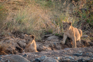 Lion cubs laying on the rocks.