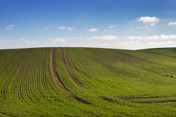 Country landscape with field.