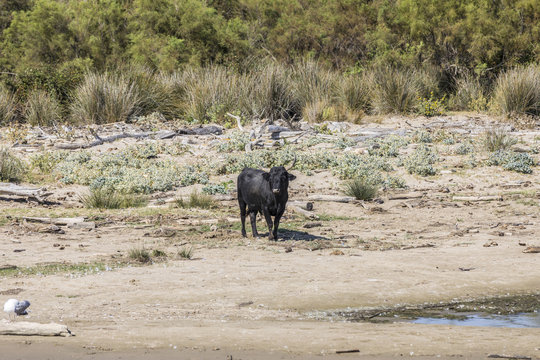 wild bulls praze and rest at a beach in the Rhone delta in the Camarque