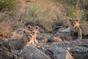 Lion cubs laying on the rocks.