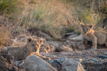 Lion cubs laying on the rocks.