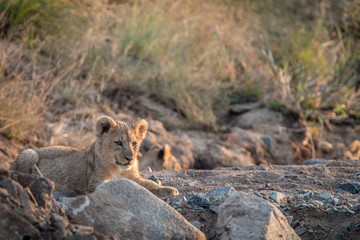Lion cubs laying on the rocks.