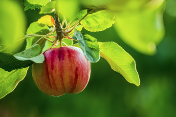 Ripe apple on a tree in the garden. Lovely soft sunlight. Natural backdrop of the garden.
