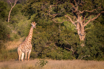 A Giraffe starring in the grass.