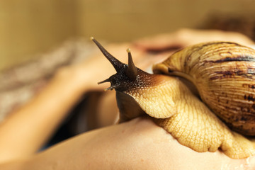Young woman undergoing treatment with giant Achatina snails in beauty salon, closeup.Cosmetological procedure.A woman with a snail,Cleaning procedure in spa salon